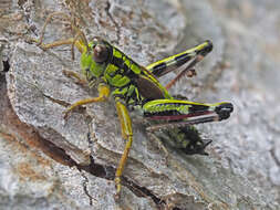 Image of Miramella (Kisella) alpina subsp. alpina (Kollar 1833)