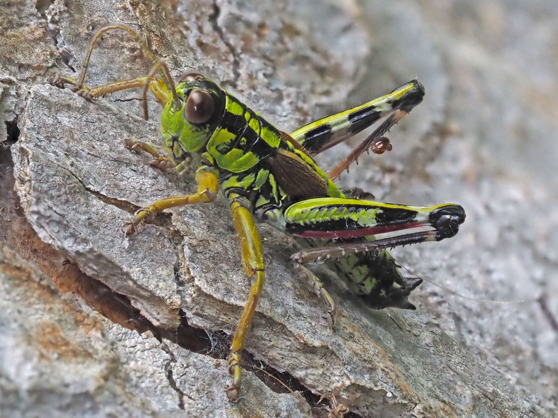 Image of Miramella (Kisella) alpina subsp. alpina (Kollar 1833)