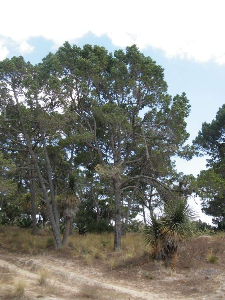 Pinus cembroides subsp. orizabensis D. K. Bailey resmi