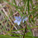 Image of Marsh-Felwort