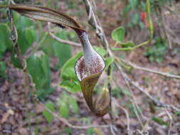 Aristolochia tonduzii O. Schmidt的圖片