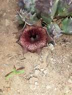 Huernia barbata subsp. barbata的圖片