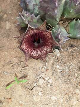 صورة Huernia barbata subsp. barbata