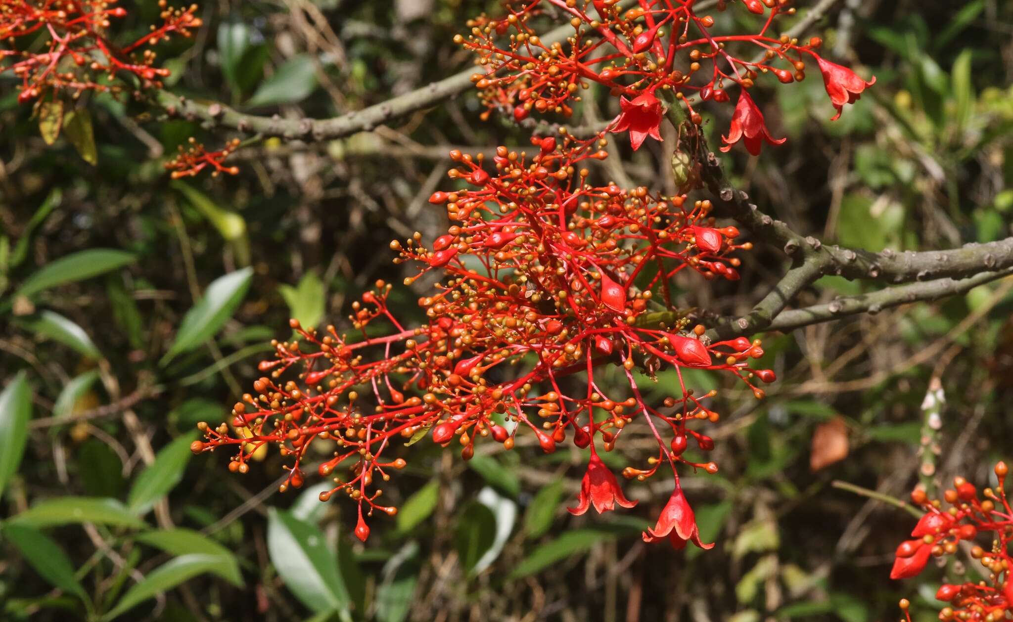 Image of flame bottletree