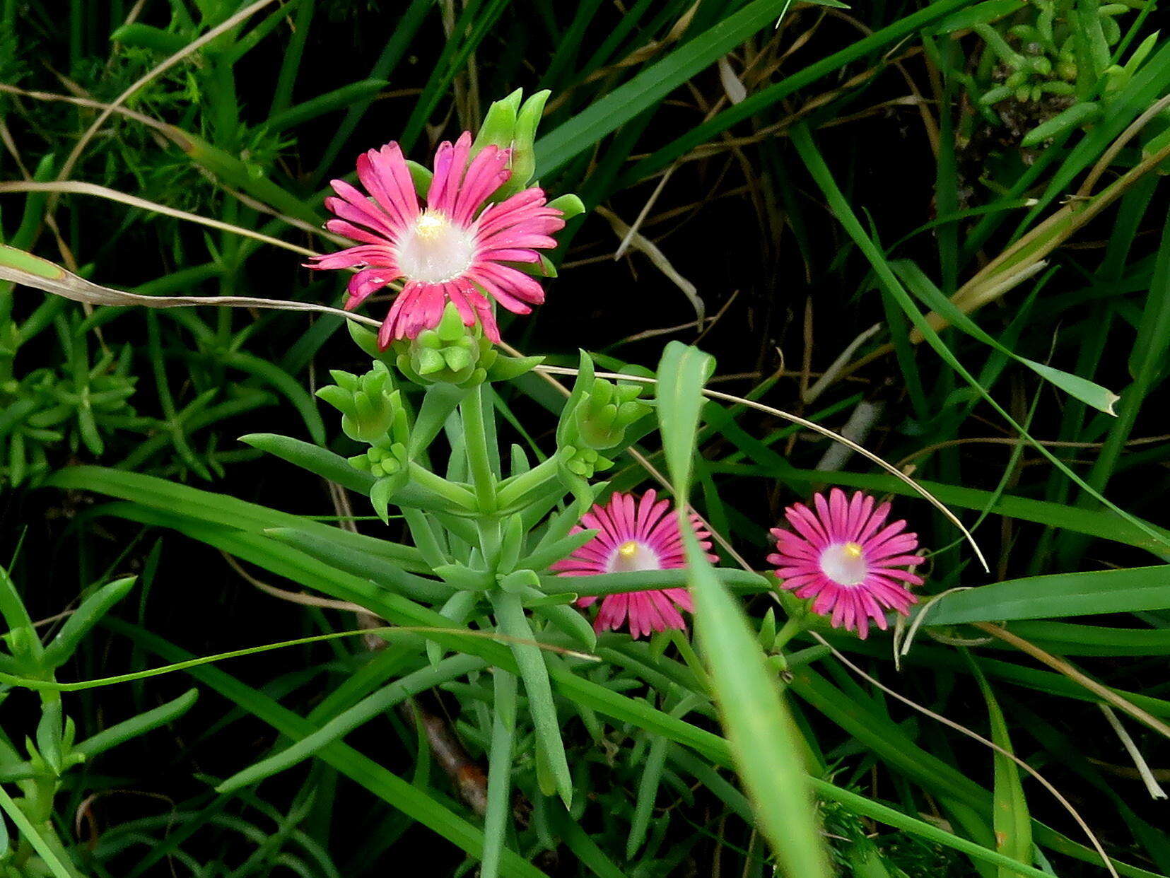 Image of Delosperma multiflorum L. Bol.