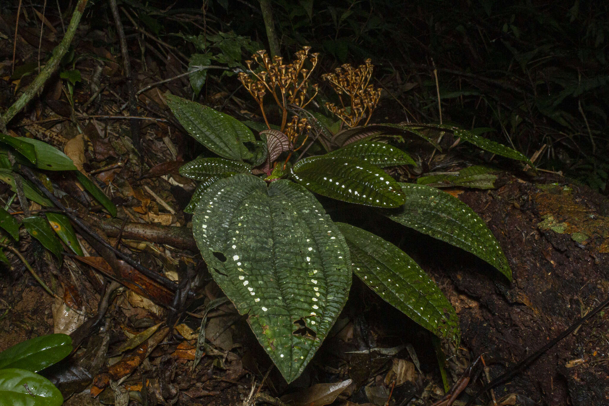 Sivun Salpinga margaritacea (Naud.) Triana kuva