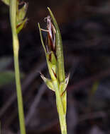 Image of Carex deflexa var. boottii L. H. Bailey