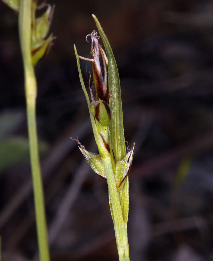 Image of Carex deflexa var. boottii L. H. Bailey