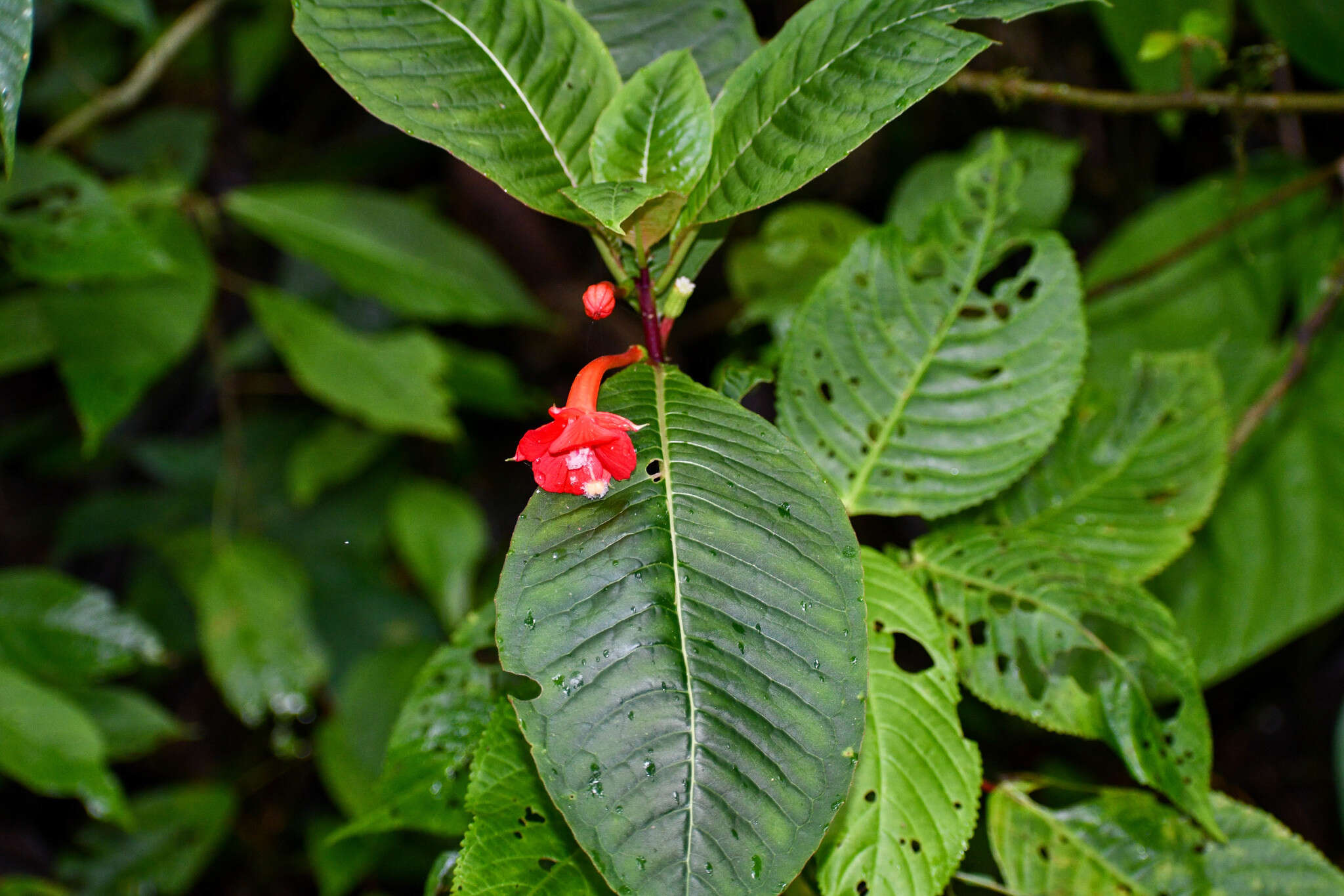 Plancia ëd Fuchsia macrostigma Benth.