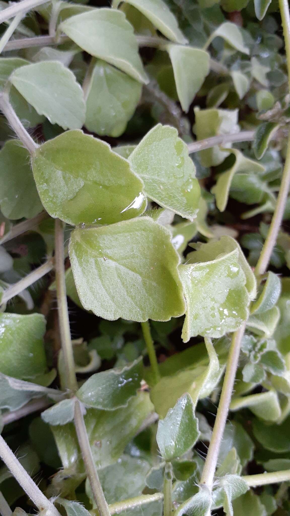 Image of Plectranthus lasianthus (Gürke) Vollesen