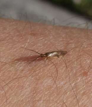 Image of Climacia