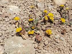 Image of Tauschia decumbens (Benth.) J. M. Coult. & Rose ex Druce