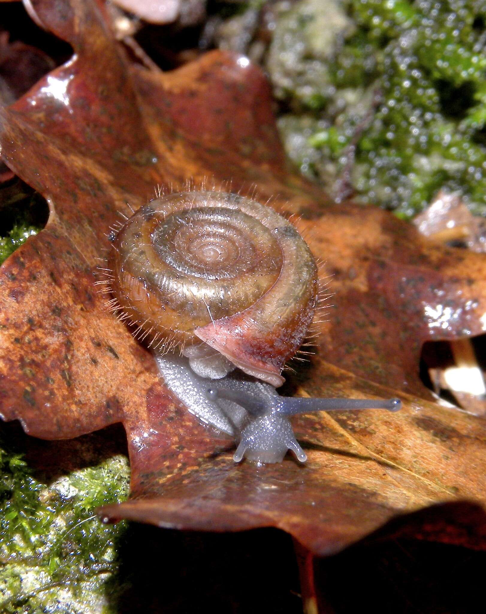 Helicodontidae resmi