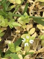 Image of Cerastium parvum