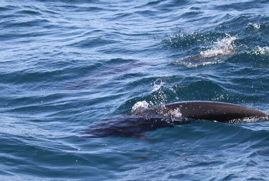 Image of Right whale dolphin