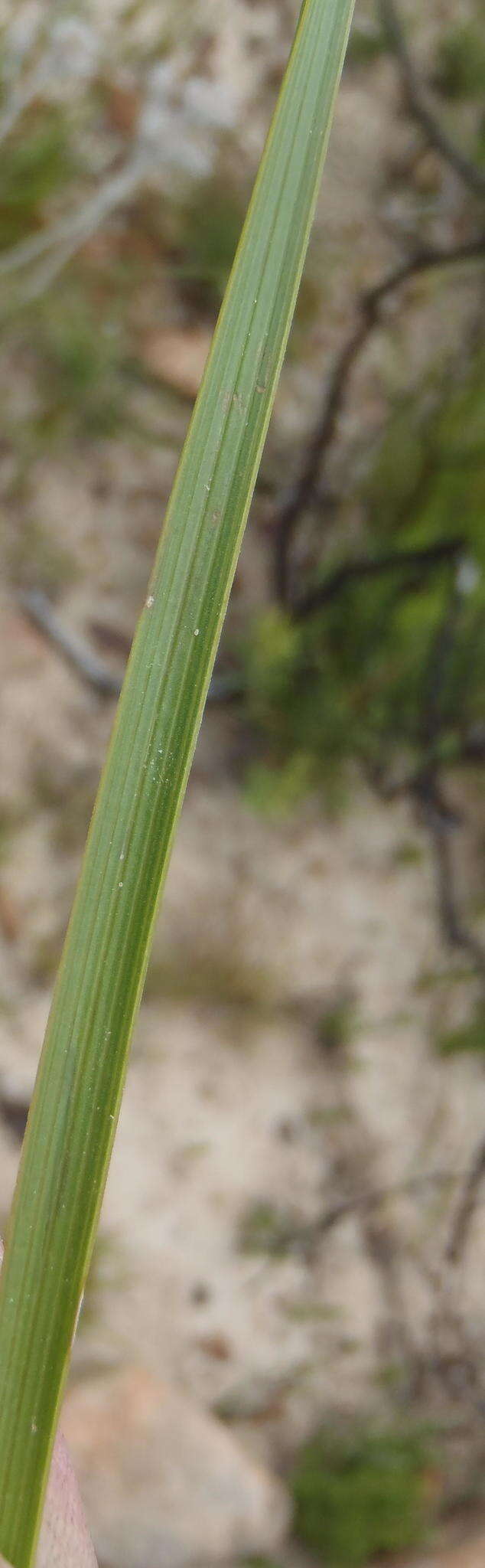 Image of <i>Corymbium <i>glabrum</i></i> var. glabrum