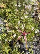 Image of Reaching spider orchid