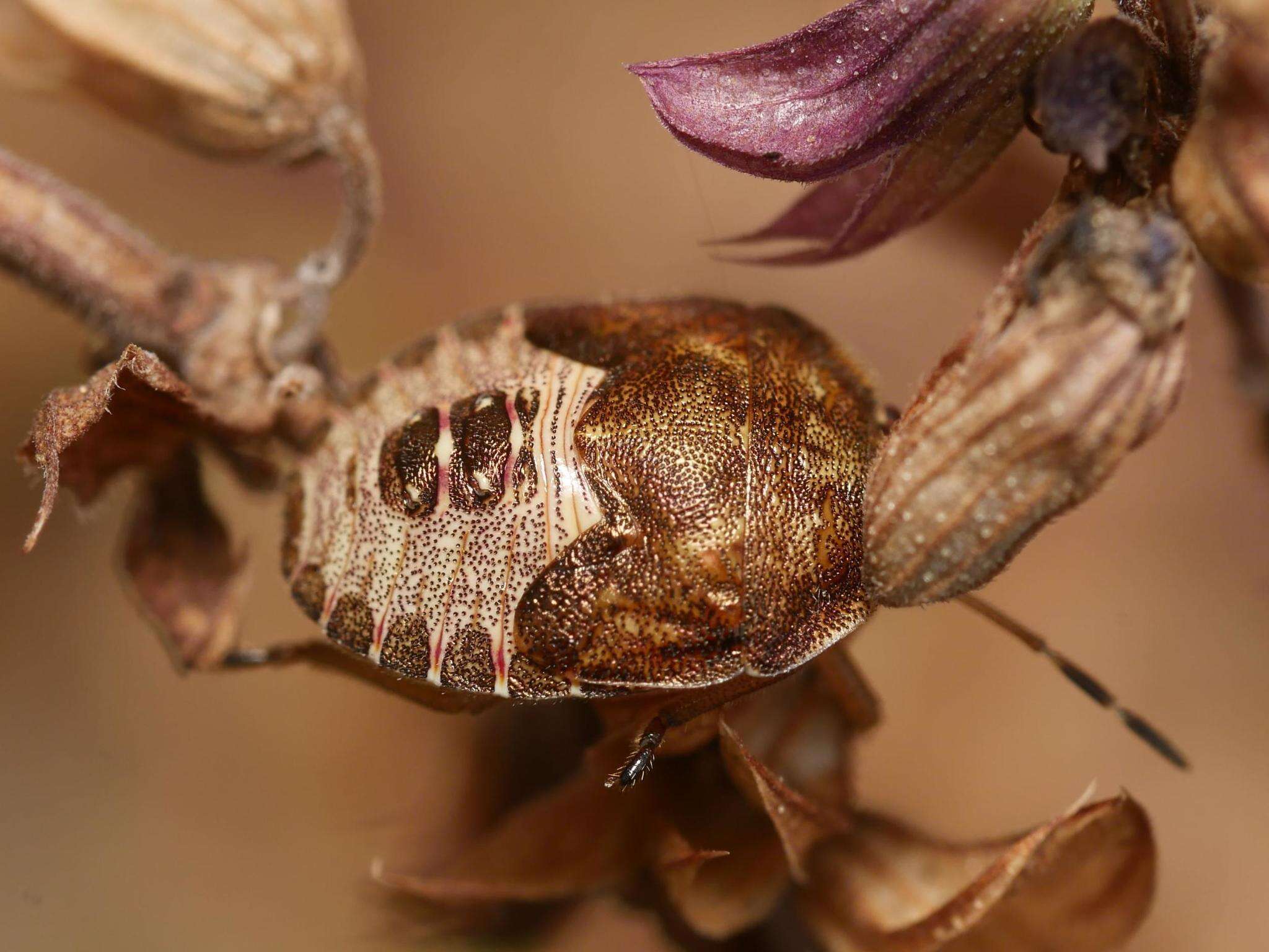 Image of Vernal Shieldbug