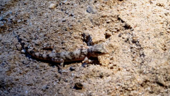 Image of South American Leaf-toed Gecko