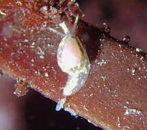 Image of Granulina margaritula (Carpenter 1857)