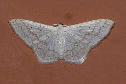 صورة Idaea tacturata (Walker 1861)