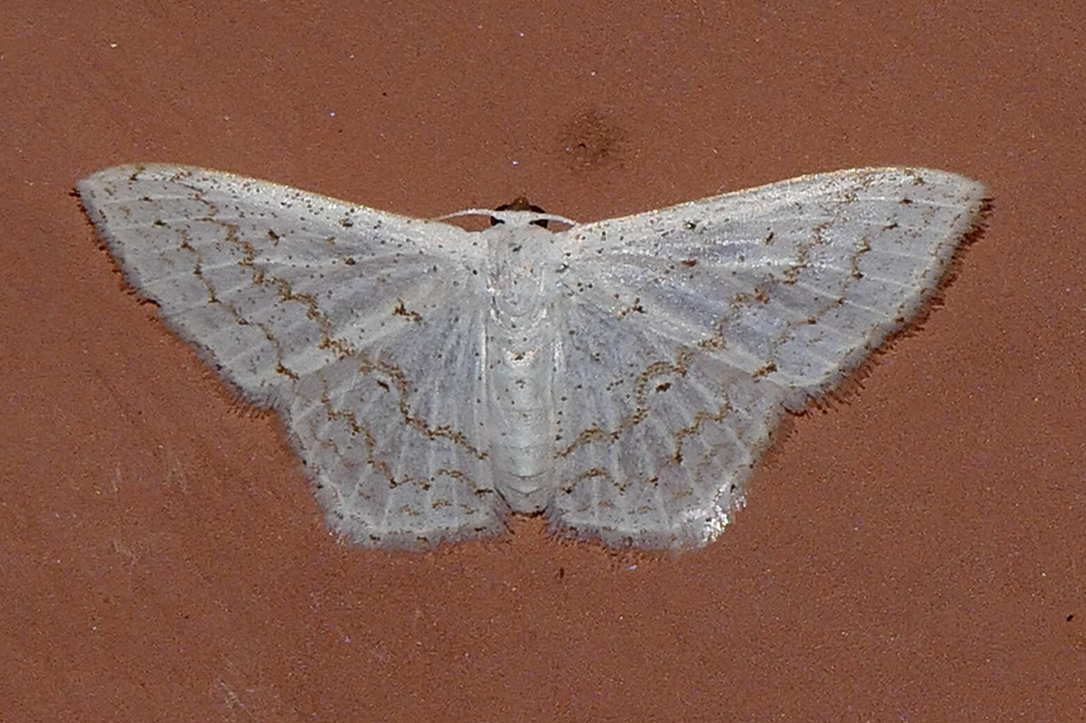 صورة Idaea tacturata (Walker 1861)