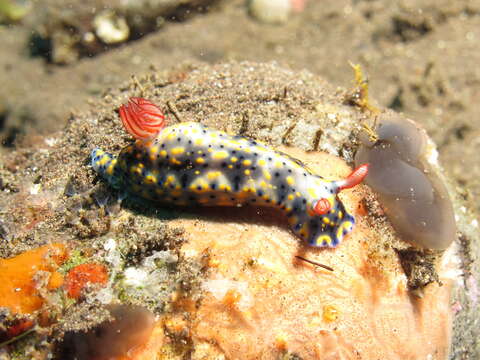 Image of Red gilled yellow spotted green slug