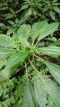 Image of Pilea melastomoides (Poir.) Wedd.