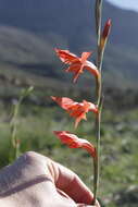 Imagem de Gladiolus quadrangularis (Burm. fil.) Aiton