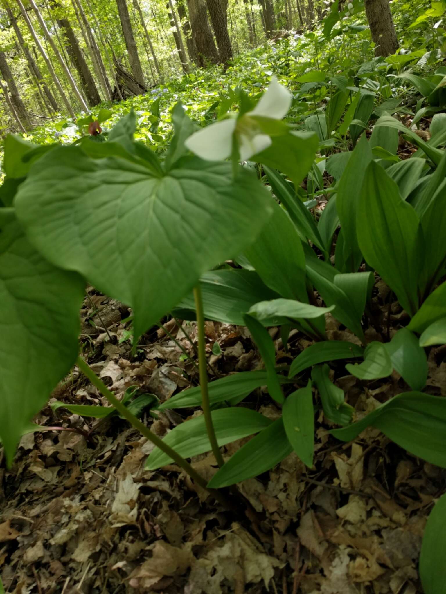 Imagem de Trillium flexipes Raf.