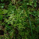 Sivun Selaginella denudata (Willd.) Spring kuva