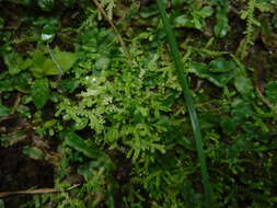 Sivun Selaginella denudata (Willd.) Spring kuva