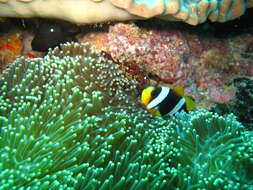 صورة Amphiprion latifasciatus Allen 1972