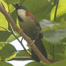 Image of Chestnut-backed Laughingthrush