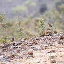 Anthus gutturalis De Vis 1894 resmi