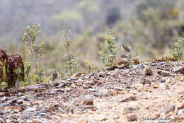 Anthus gutturalis De Vis 1894 resmi