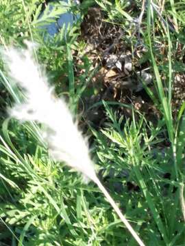 Imagem de Bothriochloa torreyana (Steud.) Scrivanti & Anton