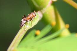 Image of Pseudomyrmex ferrugineus (Smith 1877)