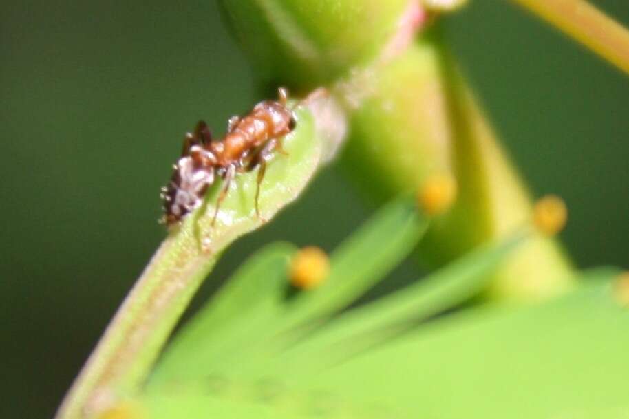 Image of Pseudomyrmex ferrugineus (Smith 1877)