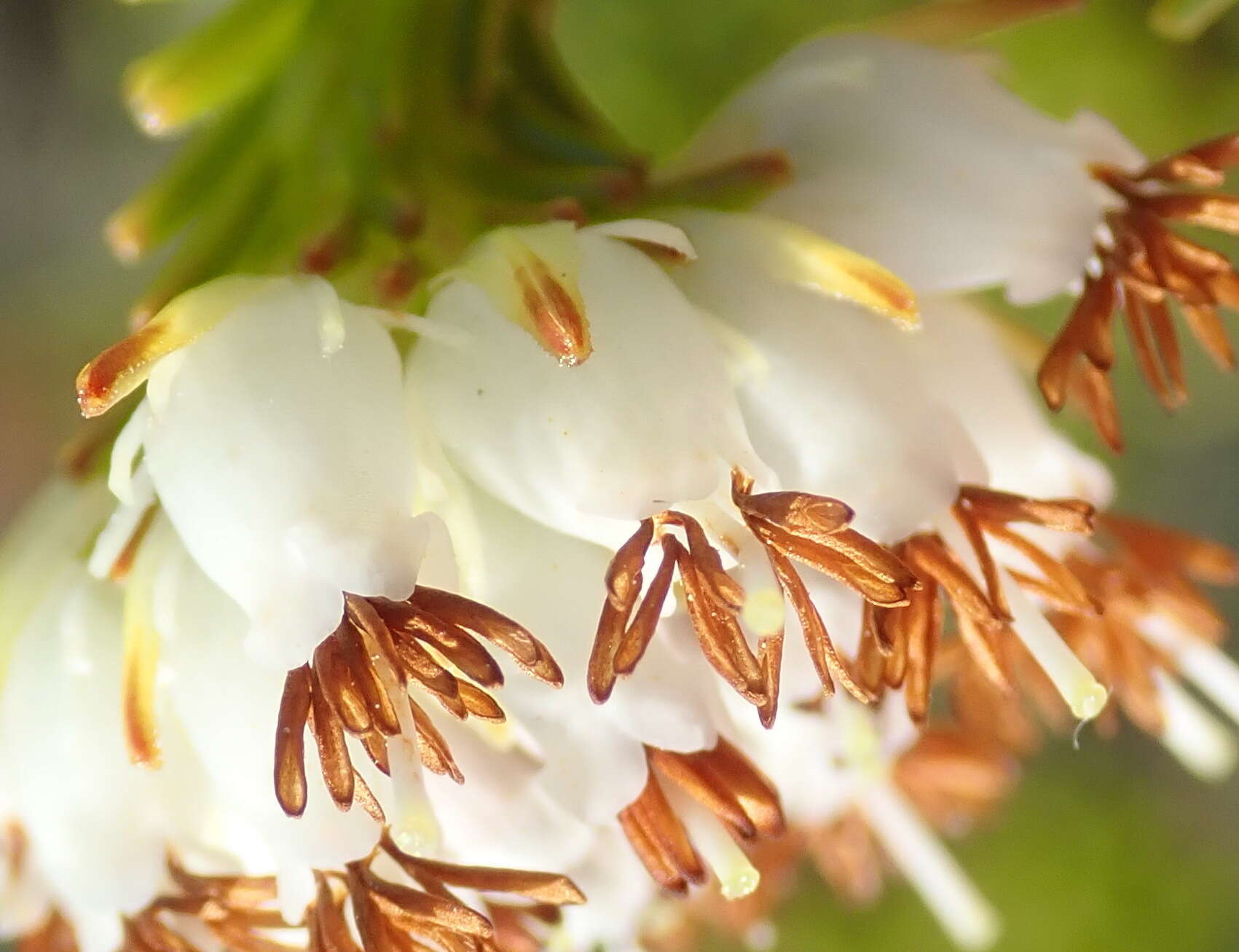 Image of Erica bruniifolia Salisb.