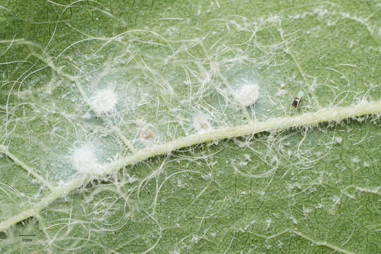 Image of Giant whitefly