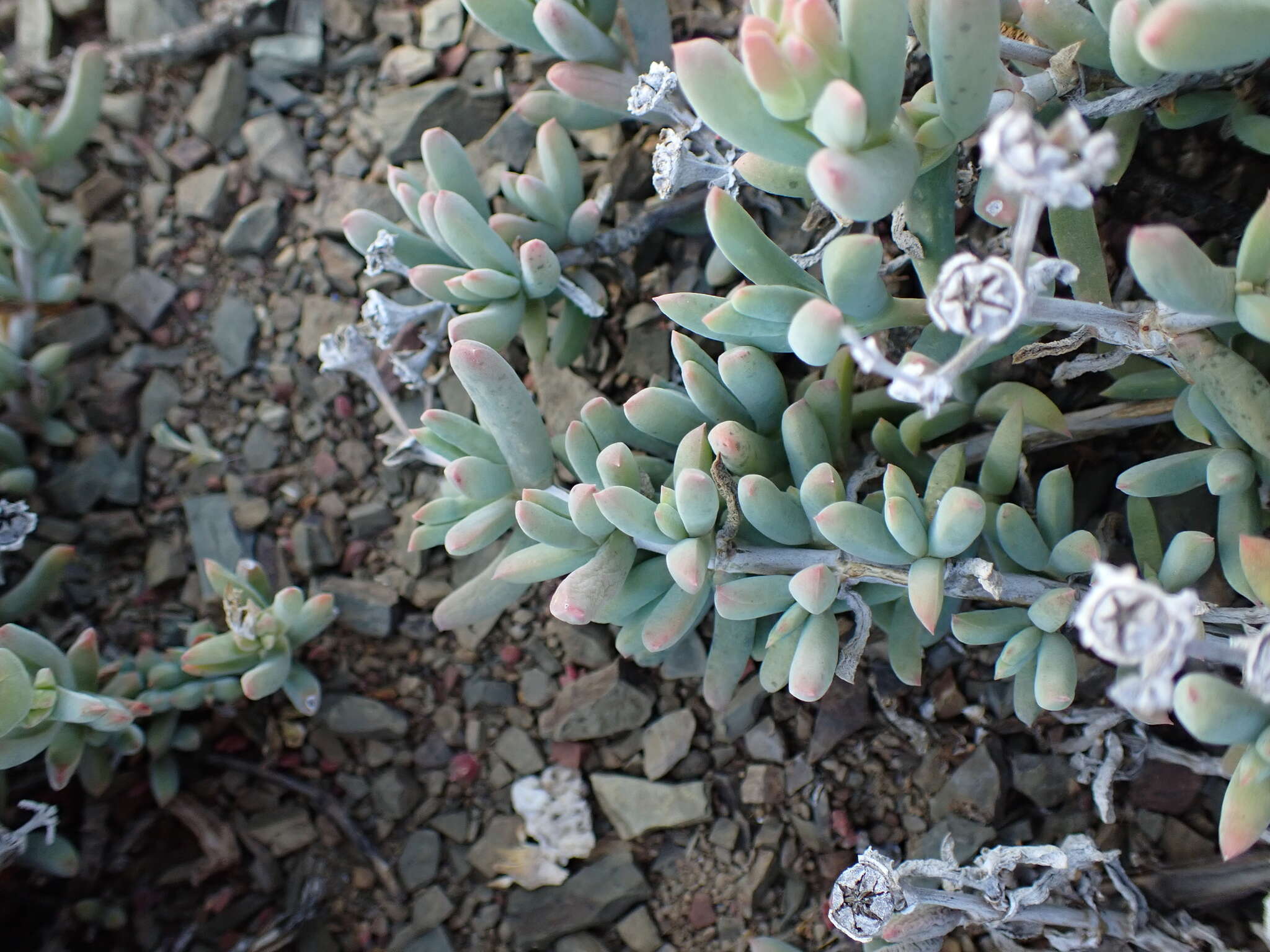 Image of Delosperma subincanum (Haw.) Schwant.