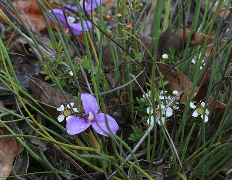 Image of Patersonia fragilis (Labill.) Asch. & Graebn.