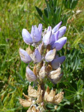 Image of largeleaf lupine