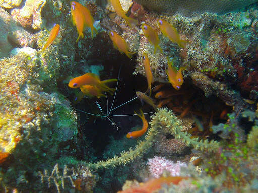 Image of Scarlet cleaner shrimp