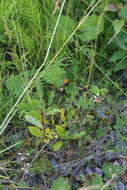 Image of brown moor clover