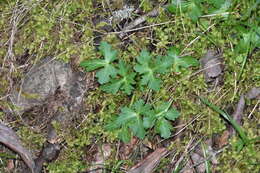 Image of Pacific blacksnakeroot