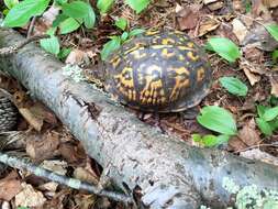 Image of Eastern box turtle