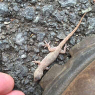 Image of Common House Gecko