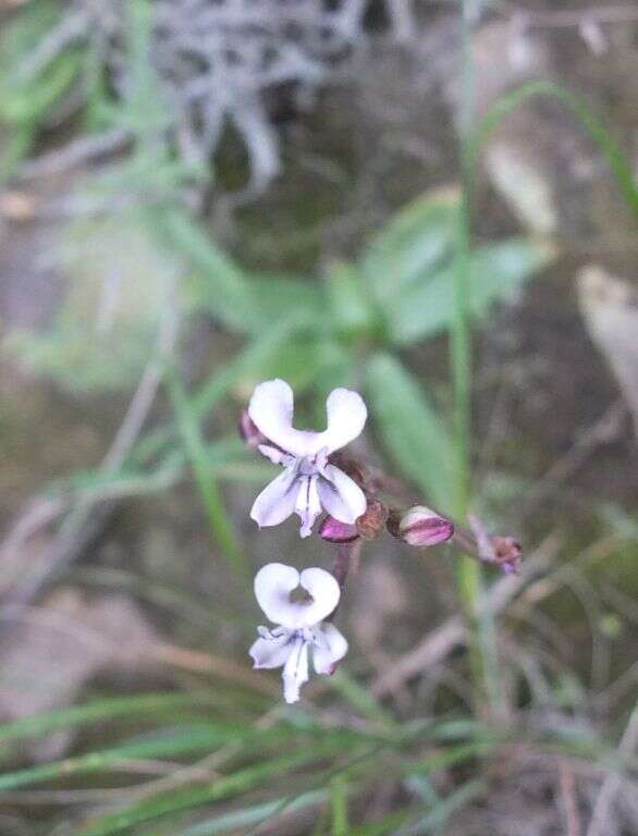 Image of Disa sagittalis (L. fil.) Sw.